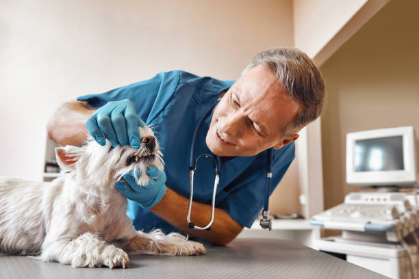 Best Emergency Broken Tooth Repair in Beechwood, MI